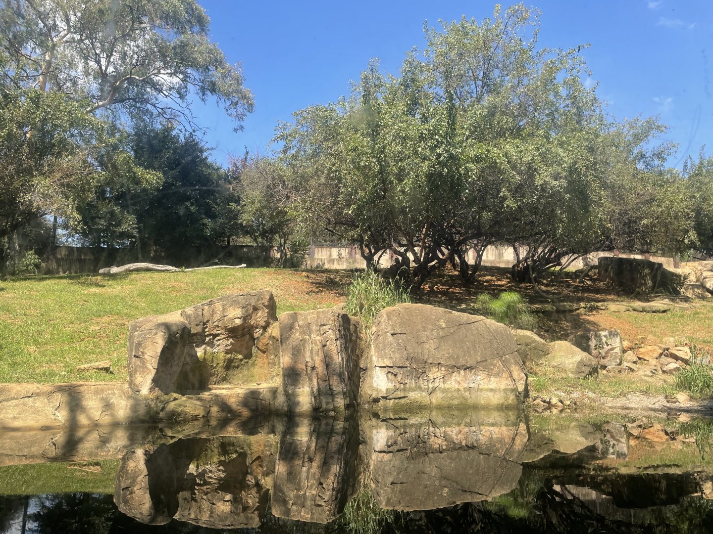 Siberian Tiger Exhibit
