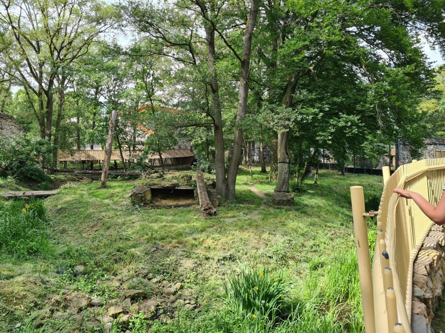 Siberian tiger exhibit