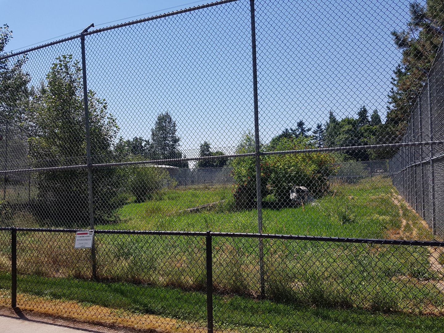 Siberian Tiger Exhibit