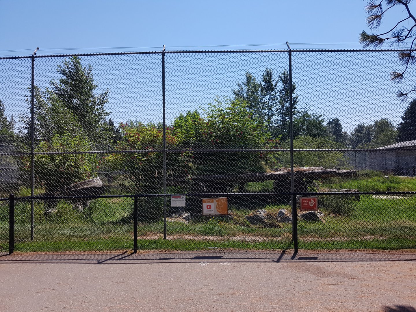 Siberian Tiger Exhibit