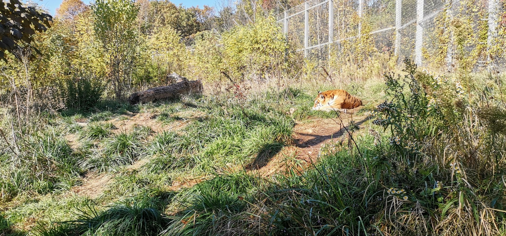 Siberian Tiger exhibit