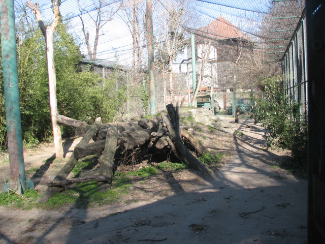 Siberian tiger exhibit