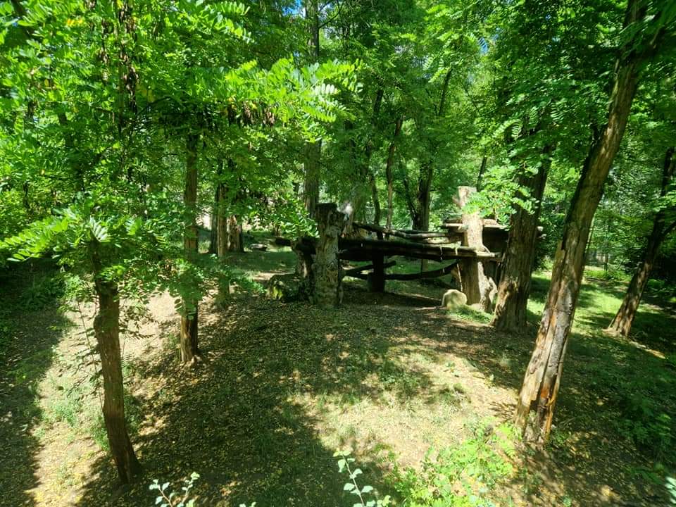 Siberian Tiger exhibit