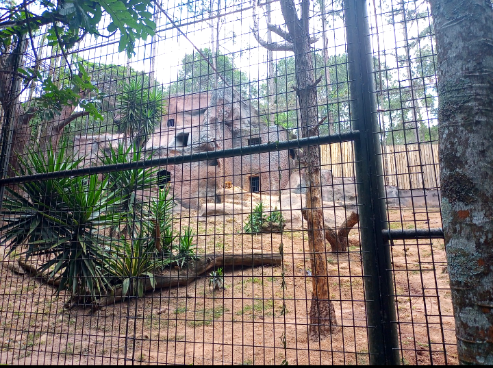 Siberian tiger exhibit