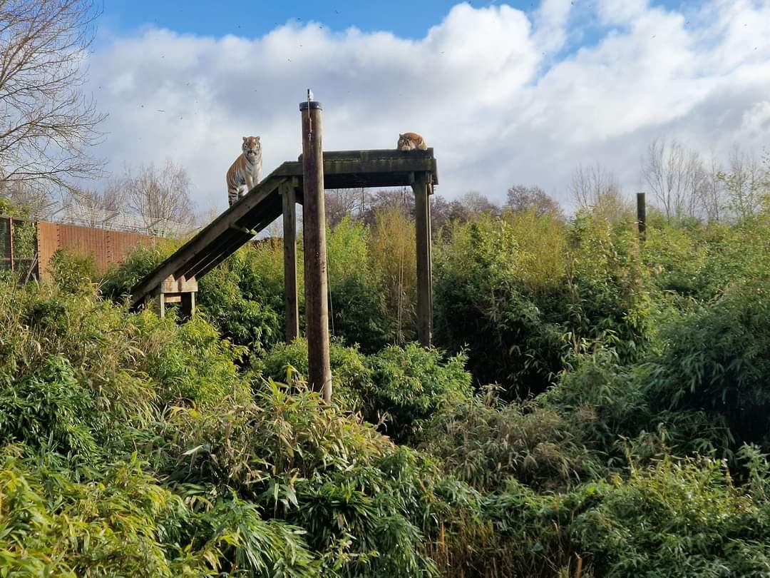 Siberian Tiger exhibit
