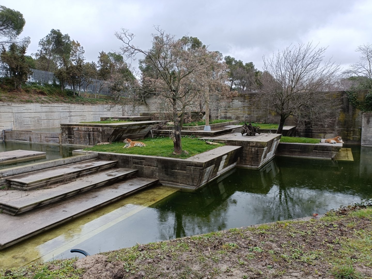 Siberian tiger exhibit