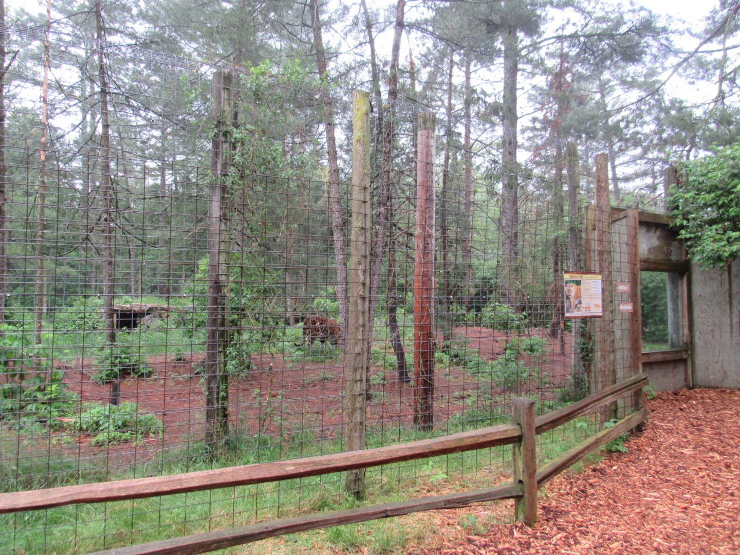 Siberian Tiger Exhibit