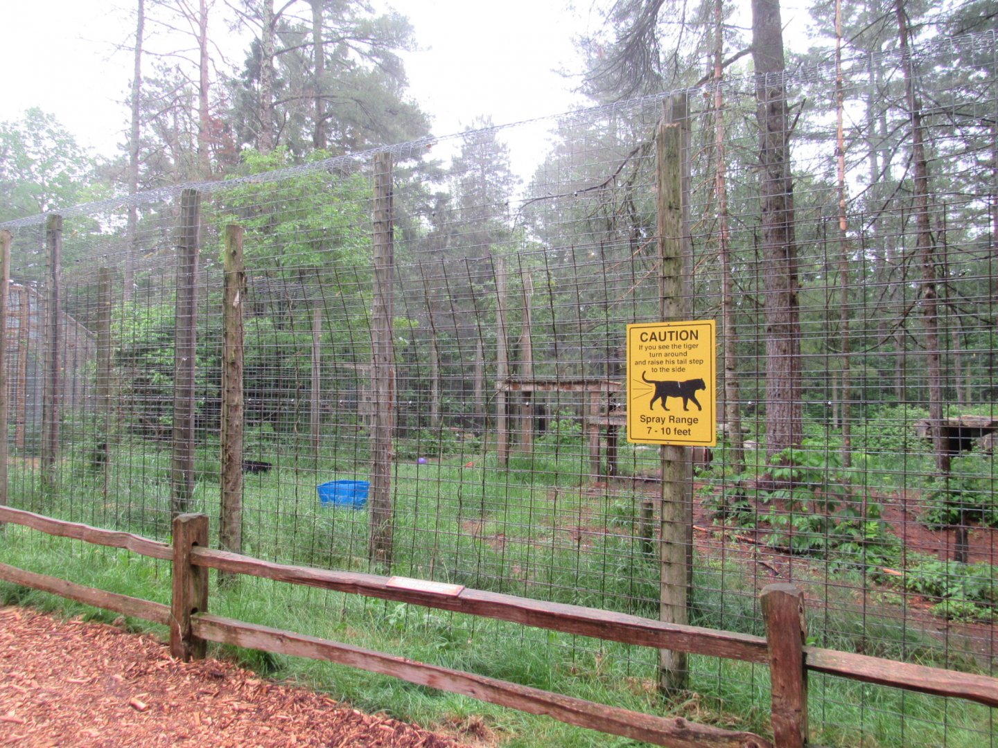 Siberian Tiger Exhibit