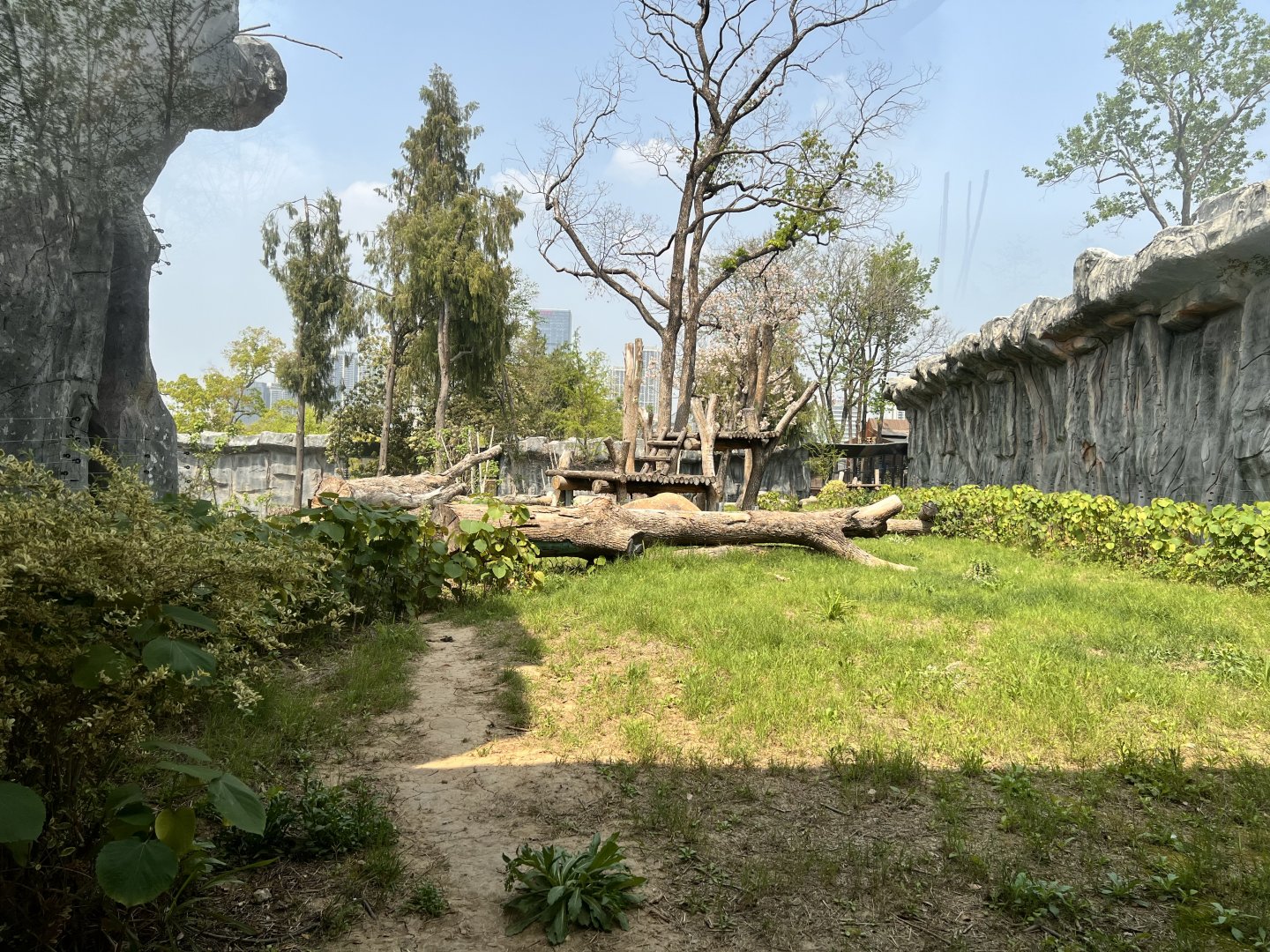 Siberian Tiger Exhibit