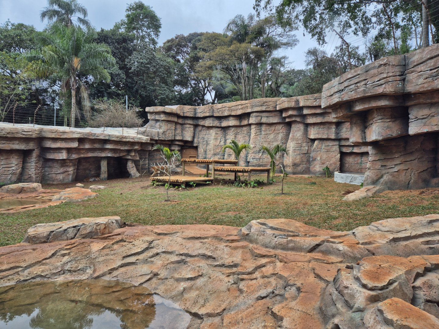 Siberian Tiger exhibit