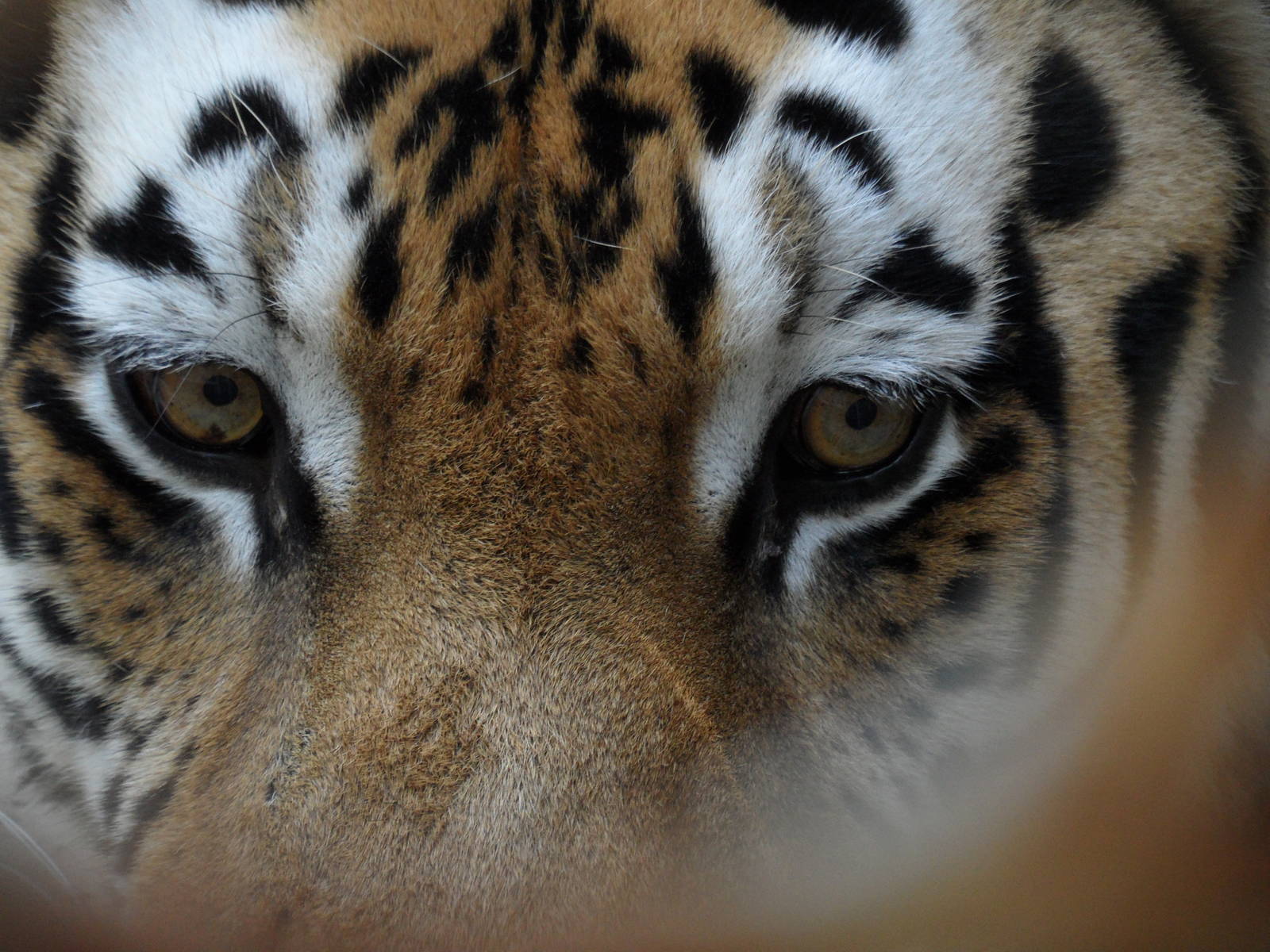 Siberian tiger eyes