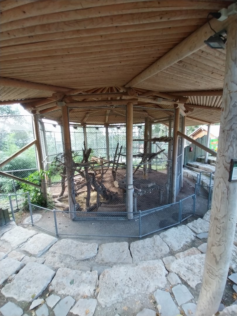 Siberian tiger feeding presentation