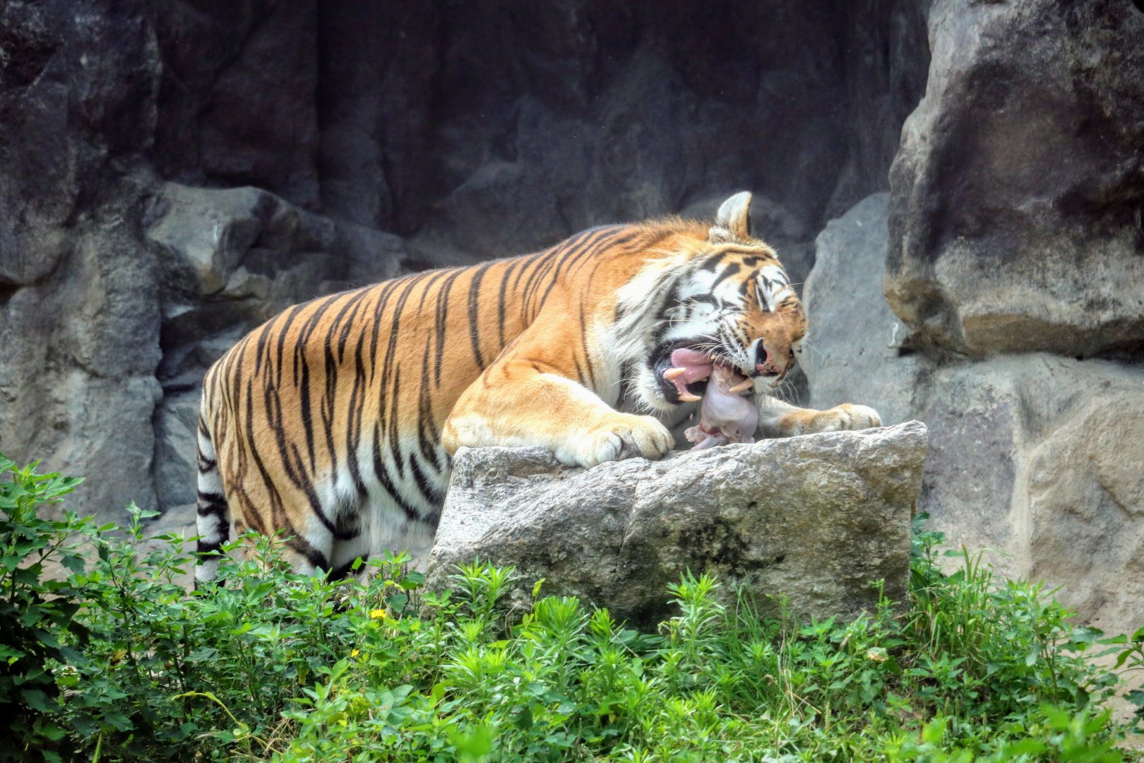 Siberian Tiger feeding