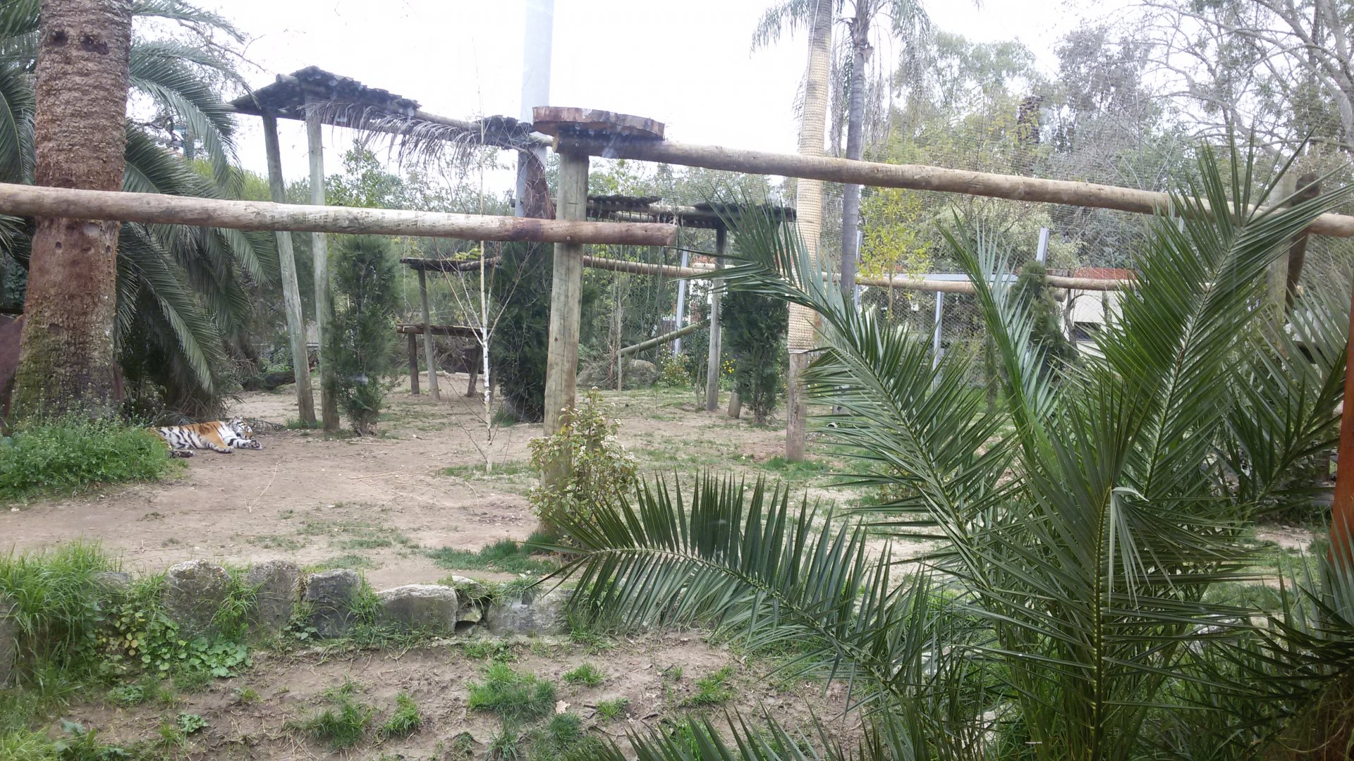 Siberian Tiger habitat