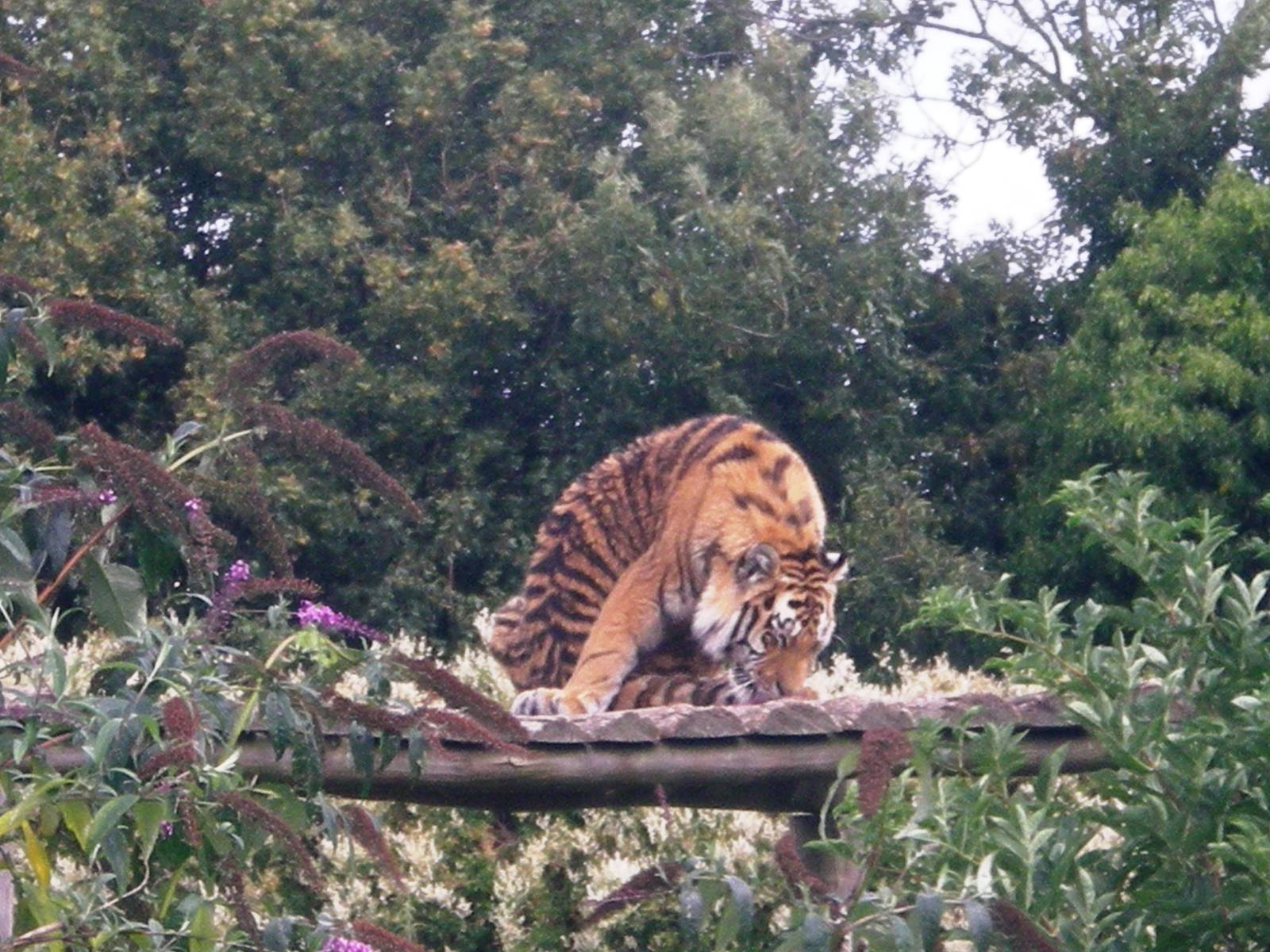 Siberian Tiger having a wash