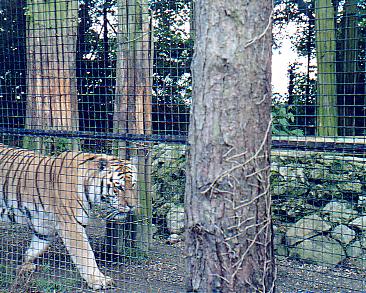 Siberian Tiger @ Howletts zoo UK