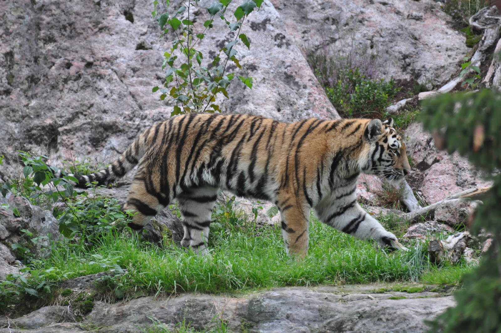 Siberian tiger in Kolmården