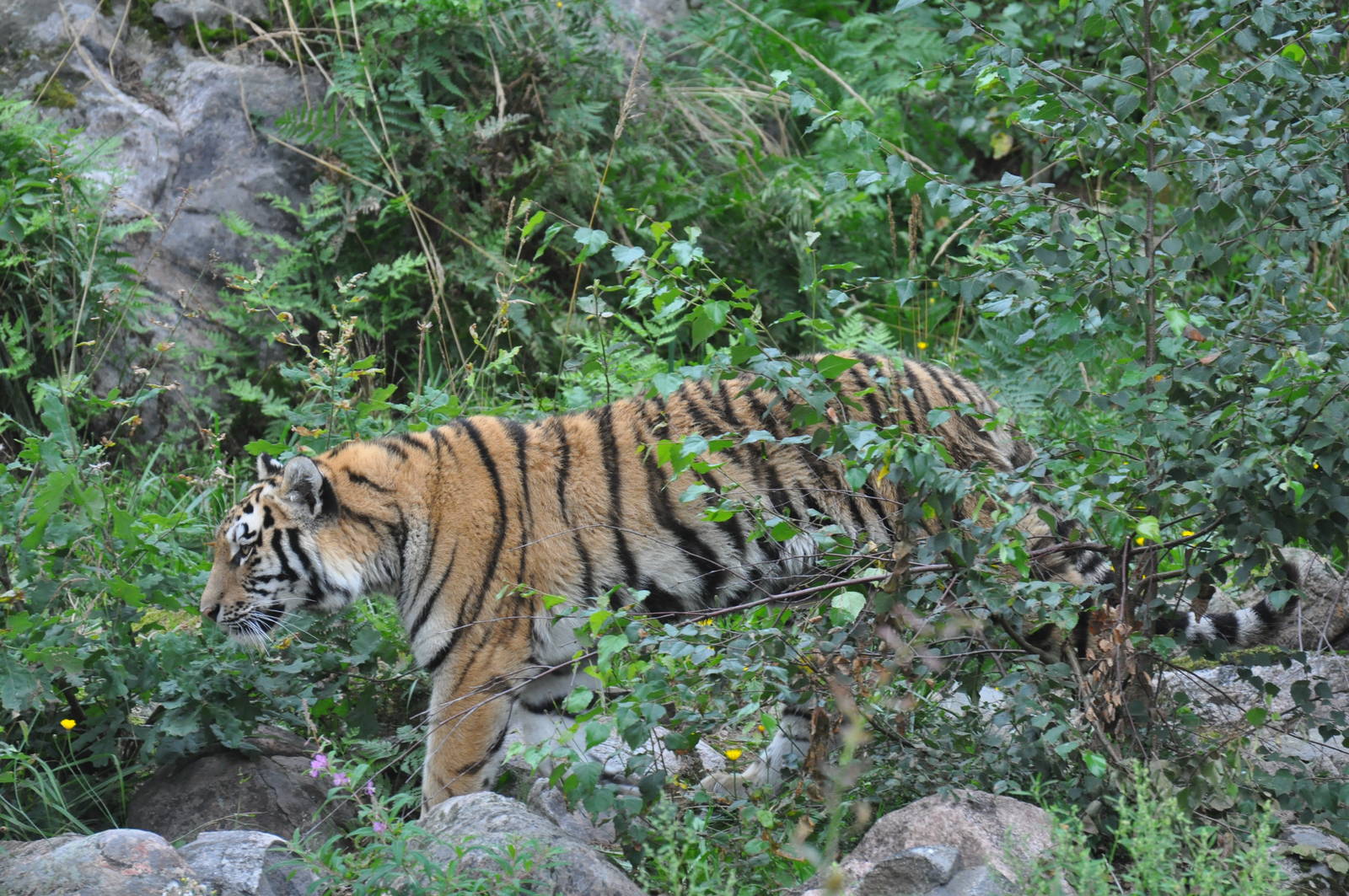 Siberian tiger in Kolmården