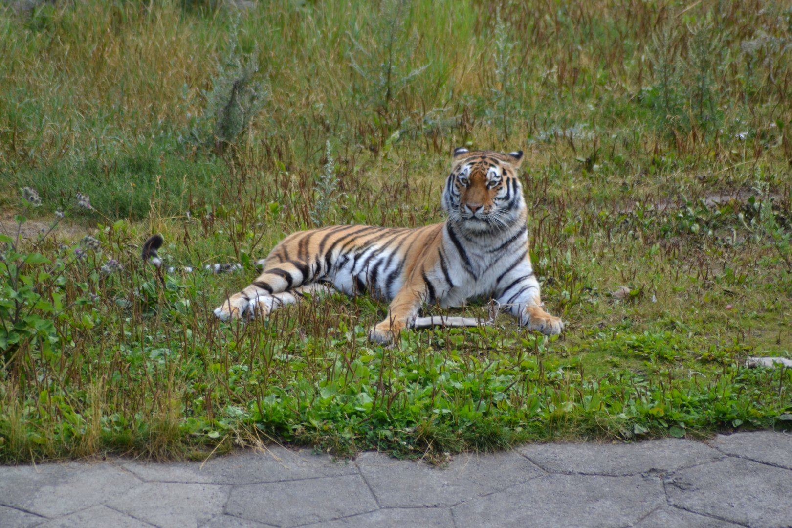 Siberian tiger in Kolmården