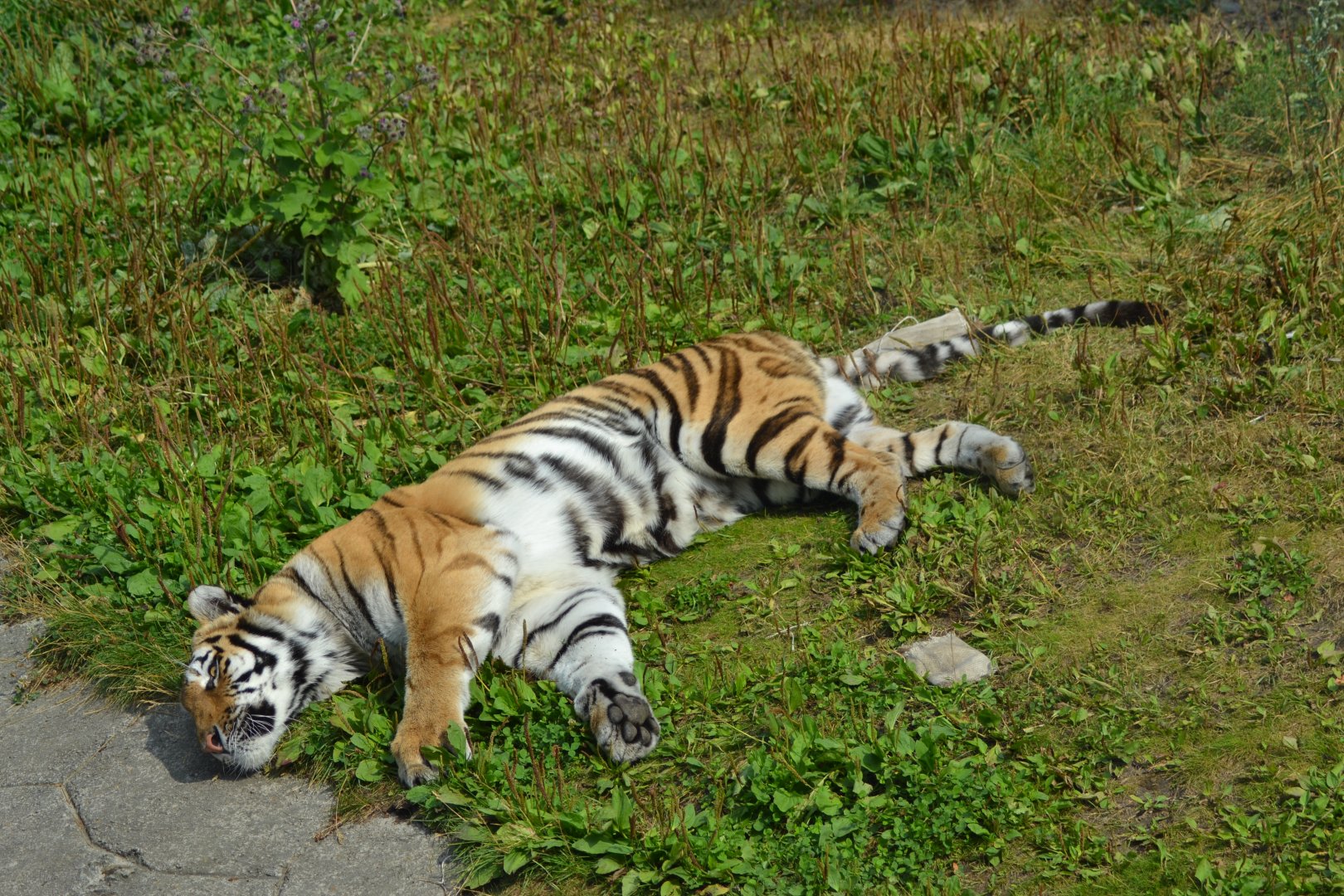 Siberian tiger in Kolmården