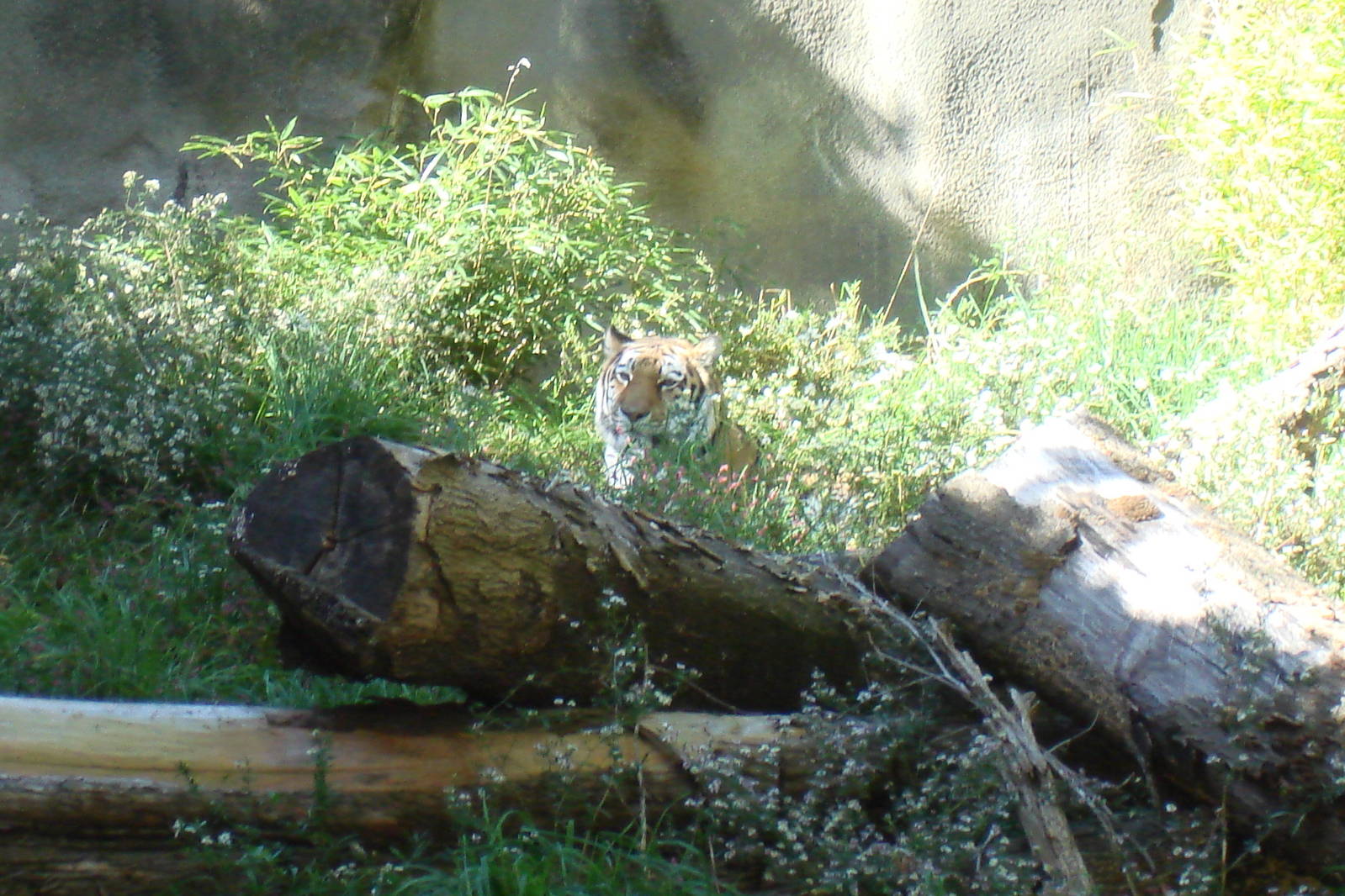 Siberian Tiger in Old Grottos
