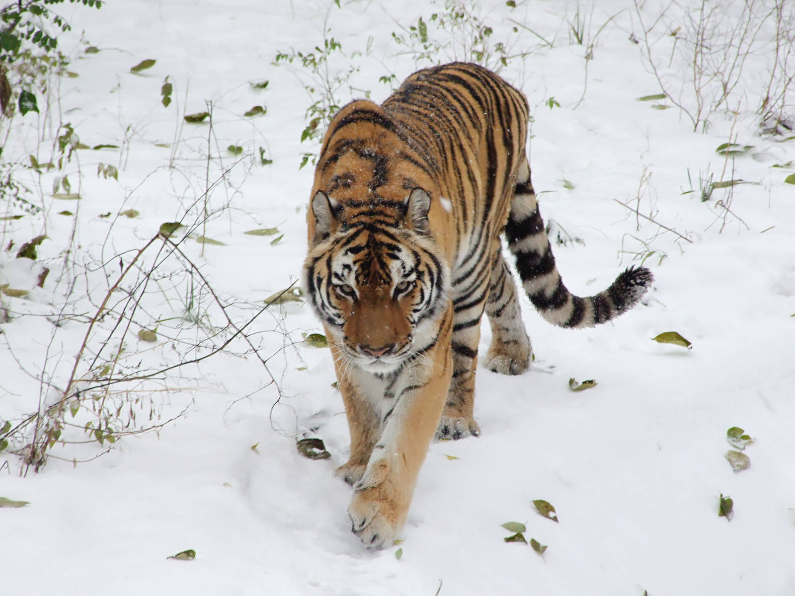 Siberian tiger in snow