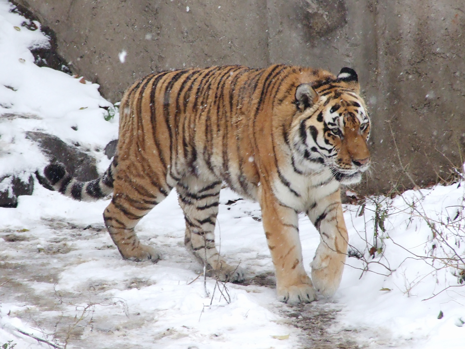 Siberian tiger in snow