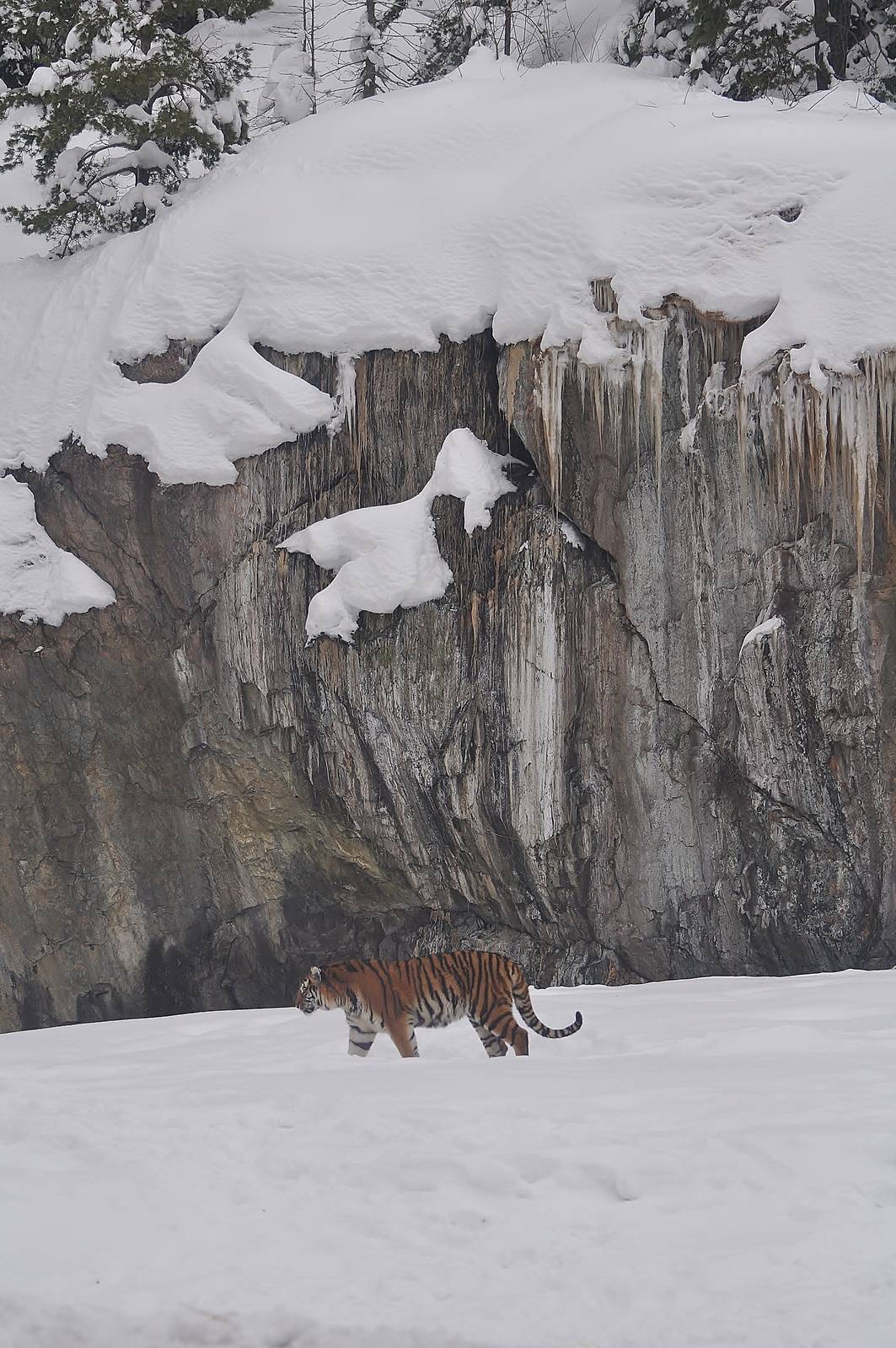 Siberian Tiger in Tiger World
