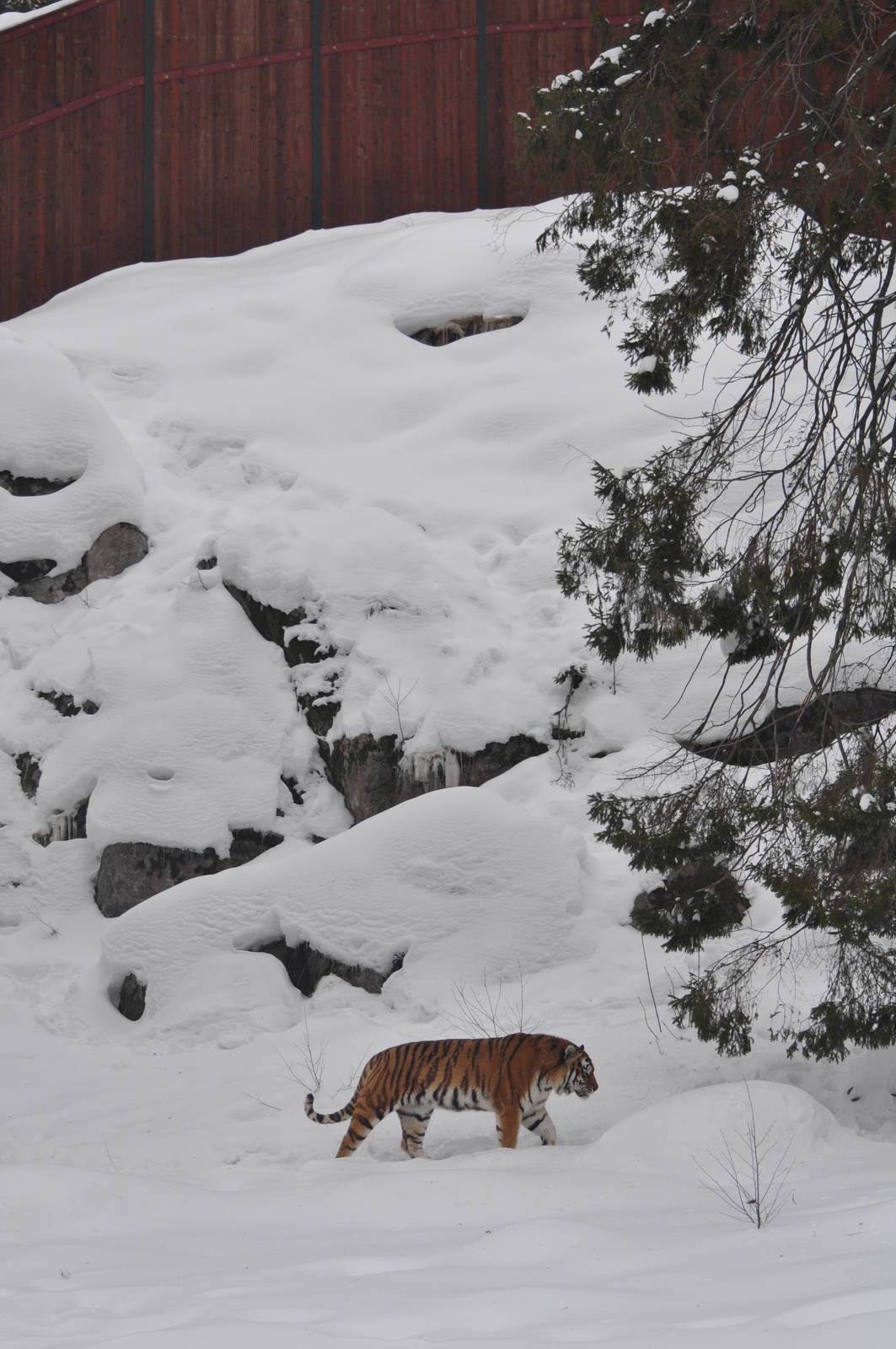 Siberian Tiger in Tiger World