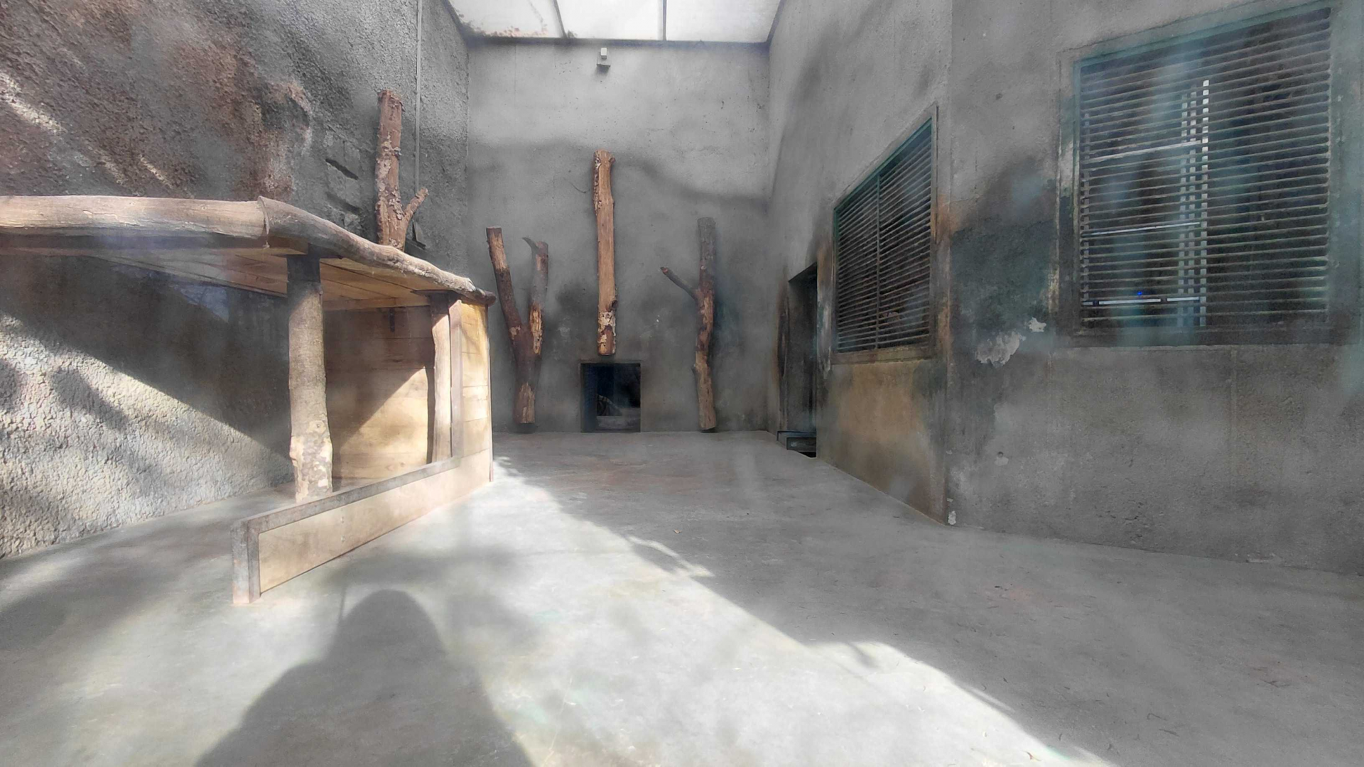 Siberian tiger indoor exhibit