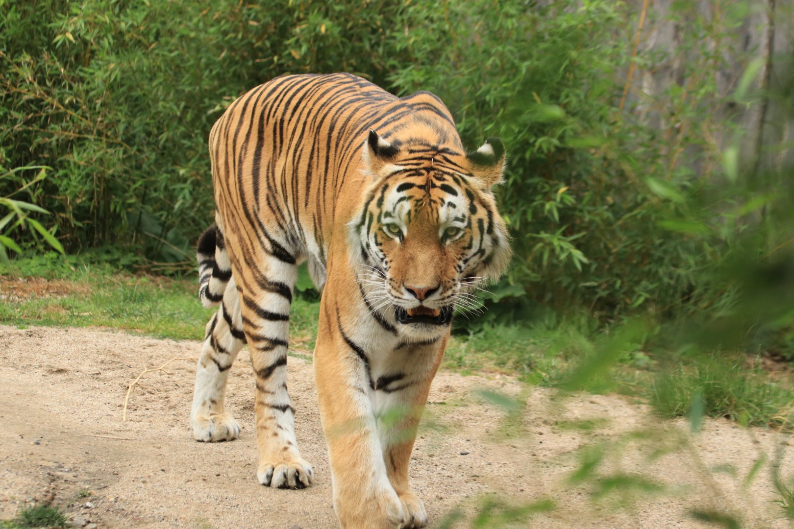 Siberian tiger (July 2020)