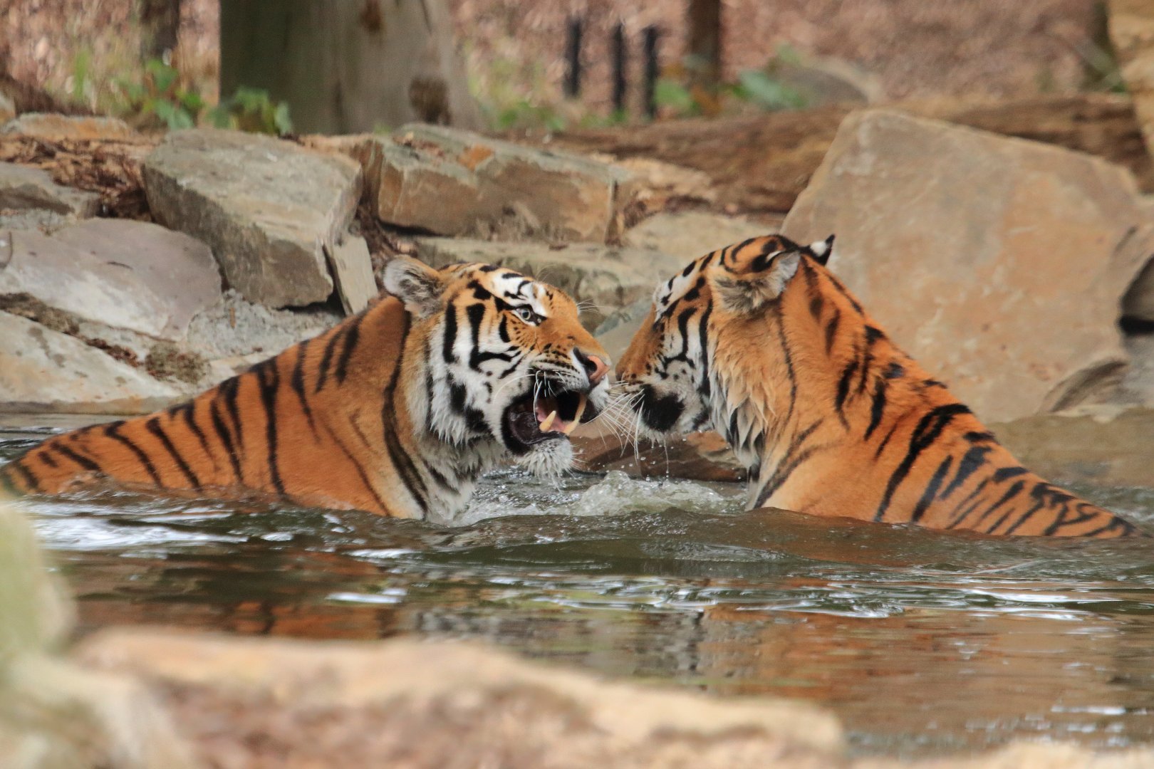 Siberian tiger (July 2020)