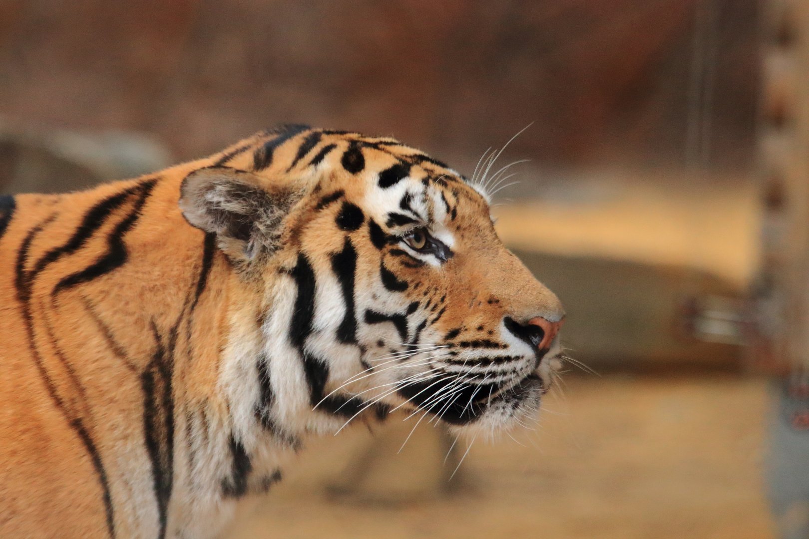 Siberian tiger (July 2020)