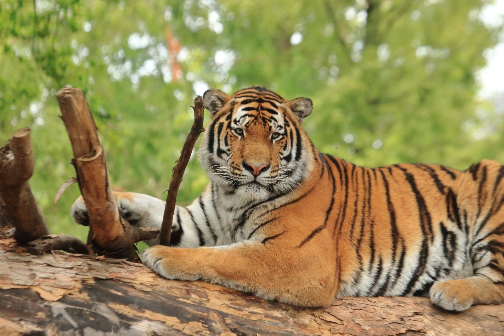 Siberian tiger (July 2020)