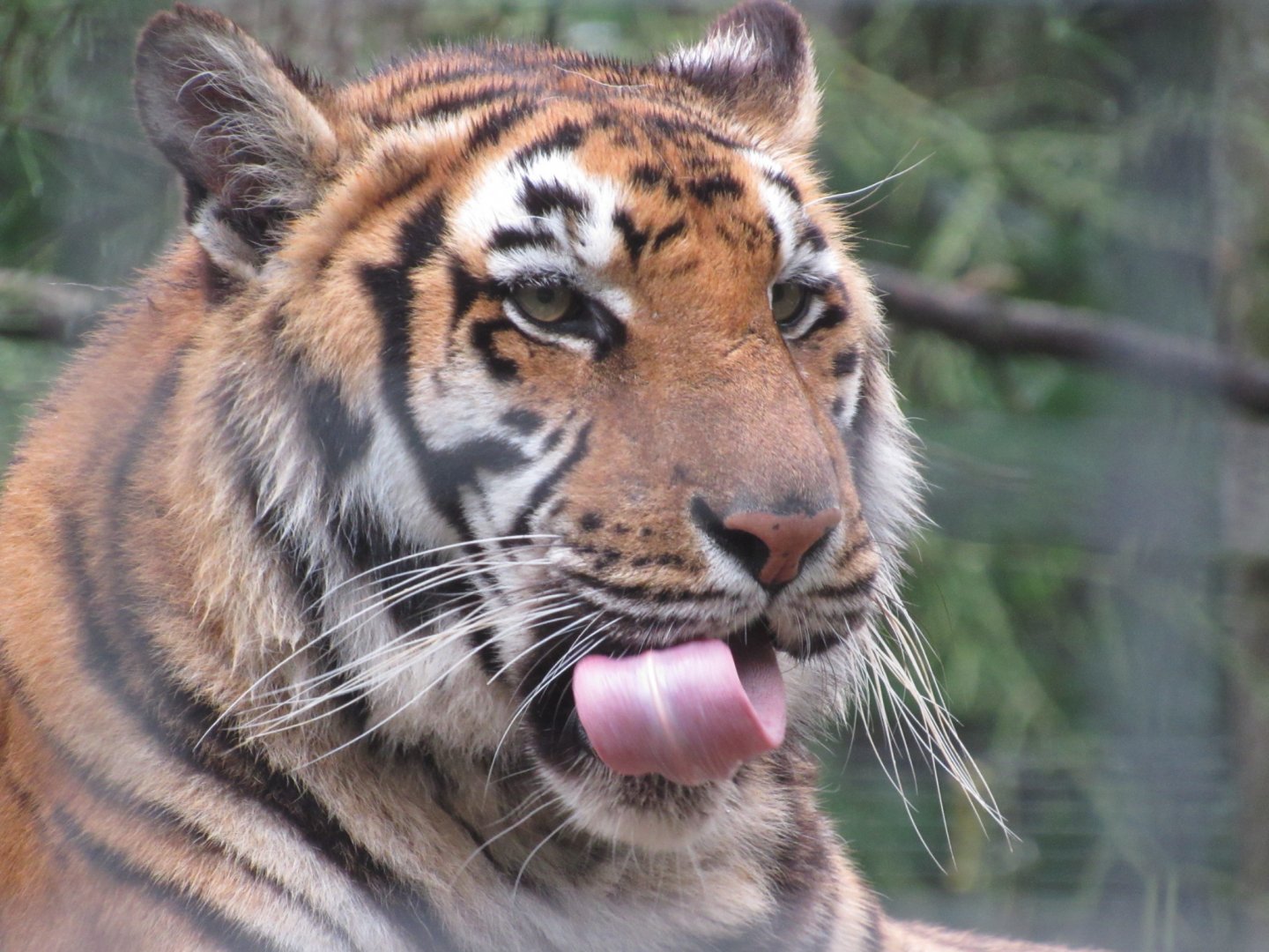 Siberian Tiger Katerina