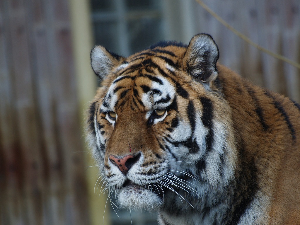 Siberian tiger Kharlan († July  14th 2015)