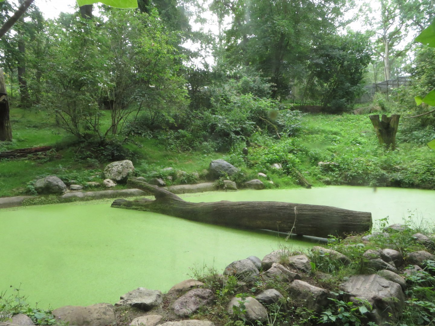 Siberian Tiger main enclosure