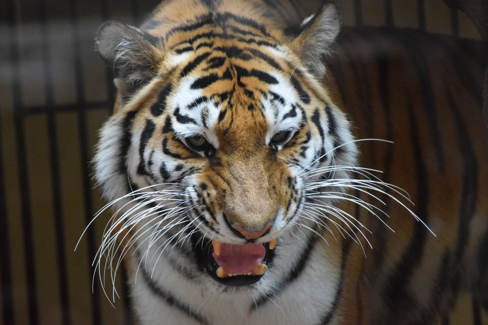 Siberian tiger - May 2019