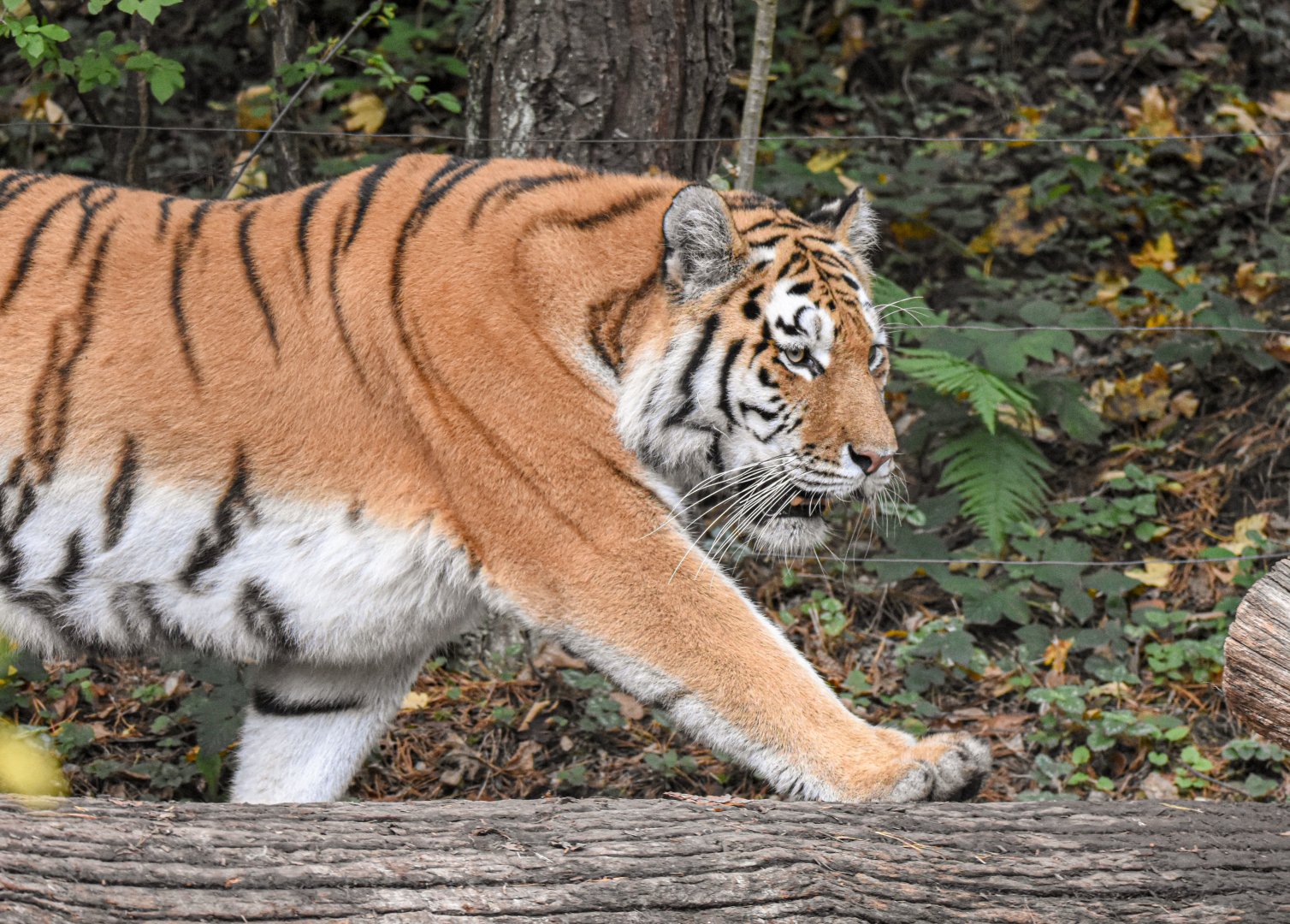 Siberian tiger (October 2020)