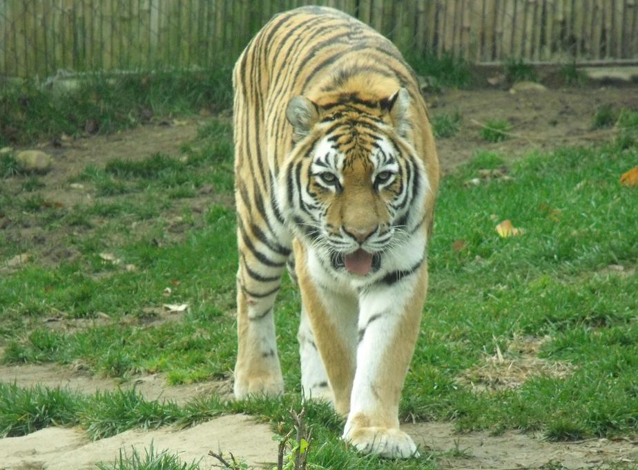 Siberian Tiger or Amur Tiger