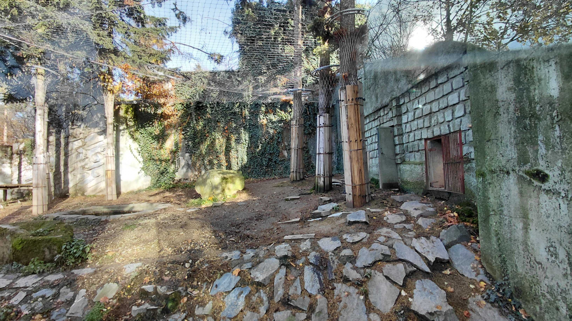 Siberian tiger outdoor exhibit