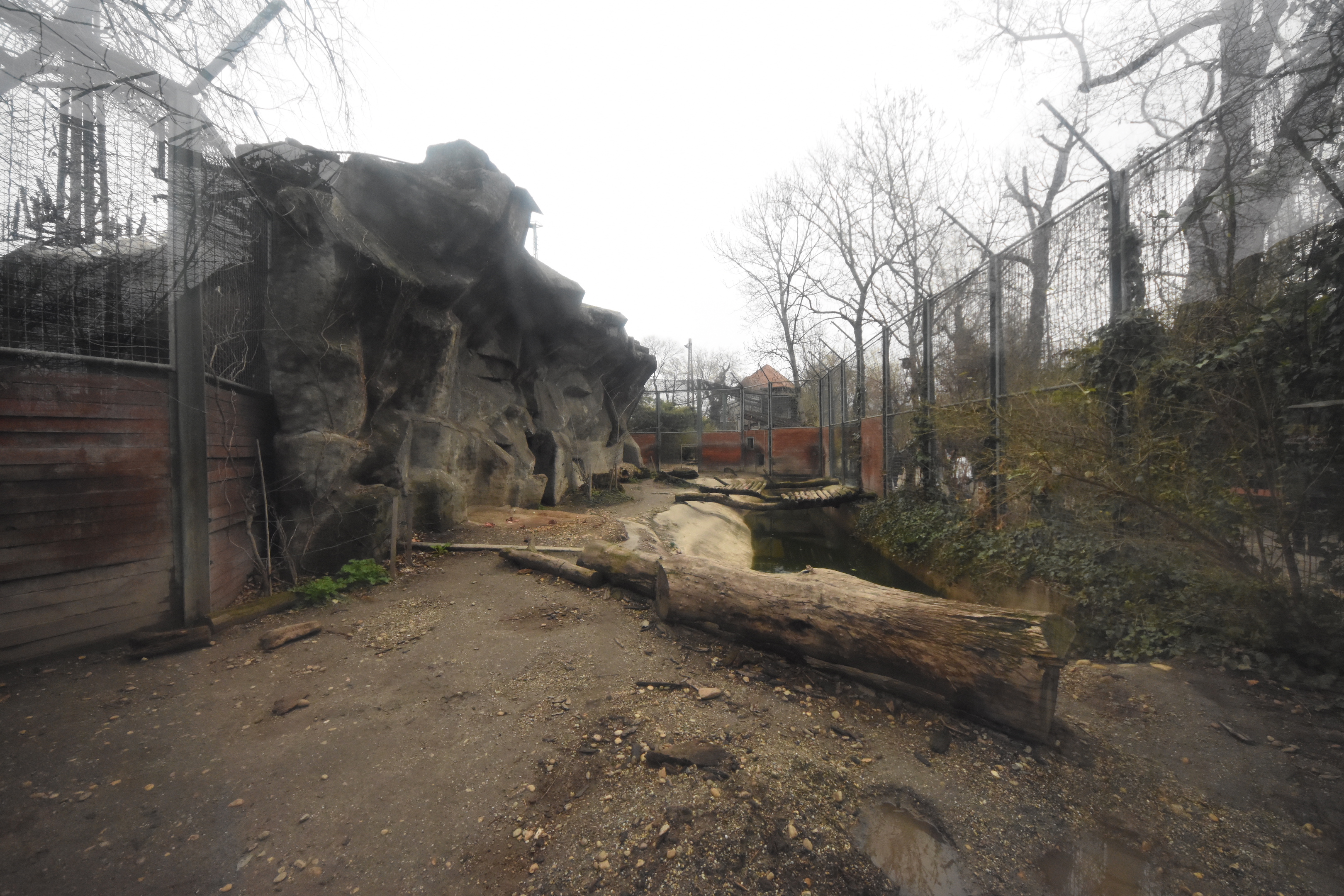 Siberian tiger outdoors