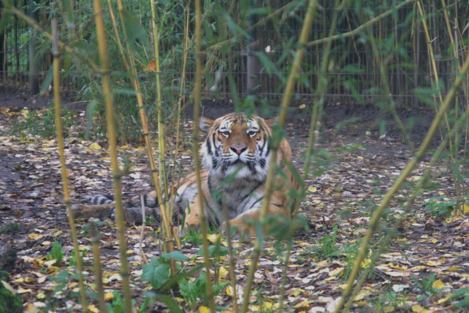 Siberian Tiger (Panthera tigris altaica), 02-11-25