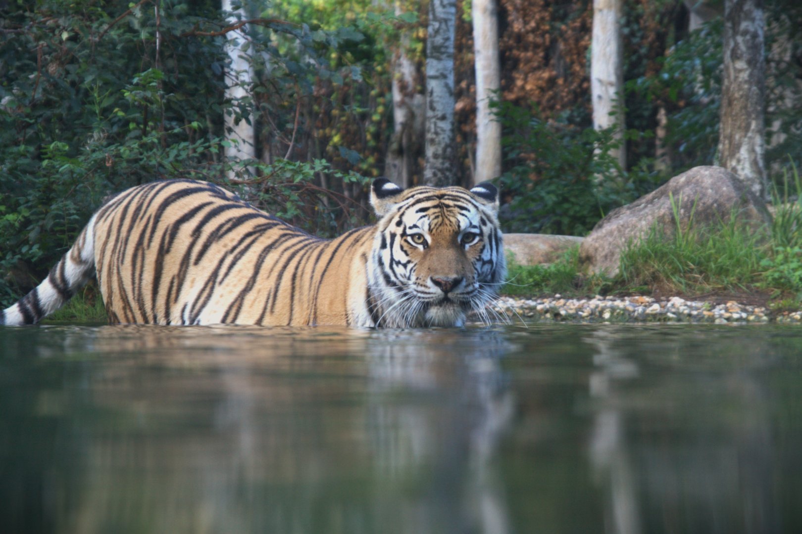 Siberian Tiger (Panthera tigris altaica), 15-09-25