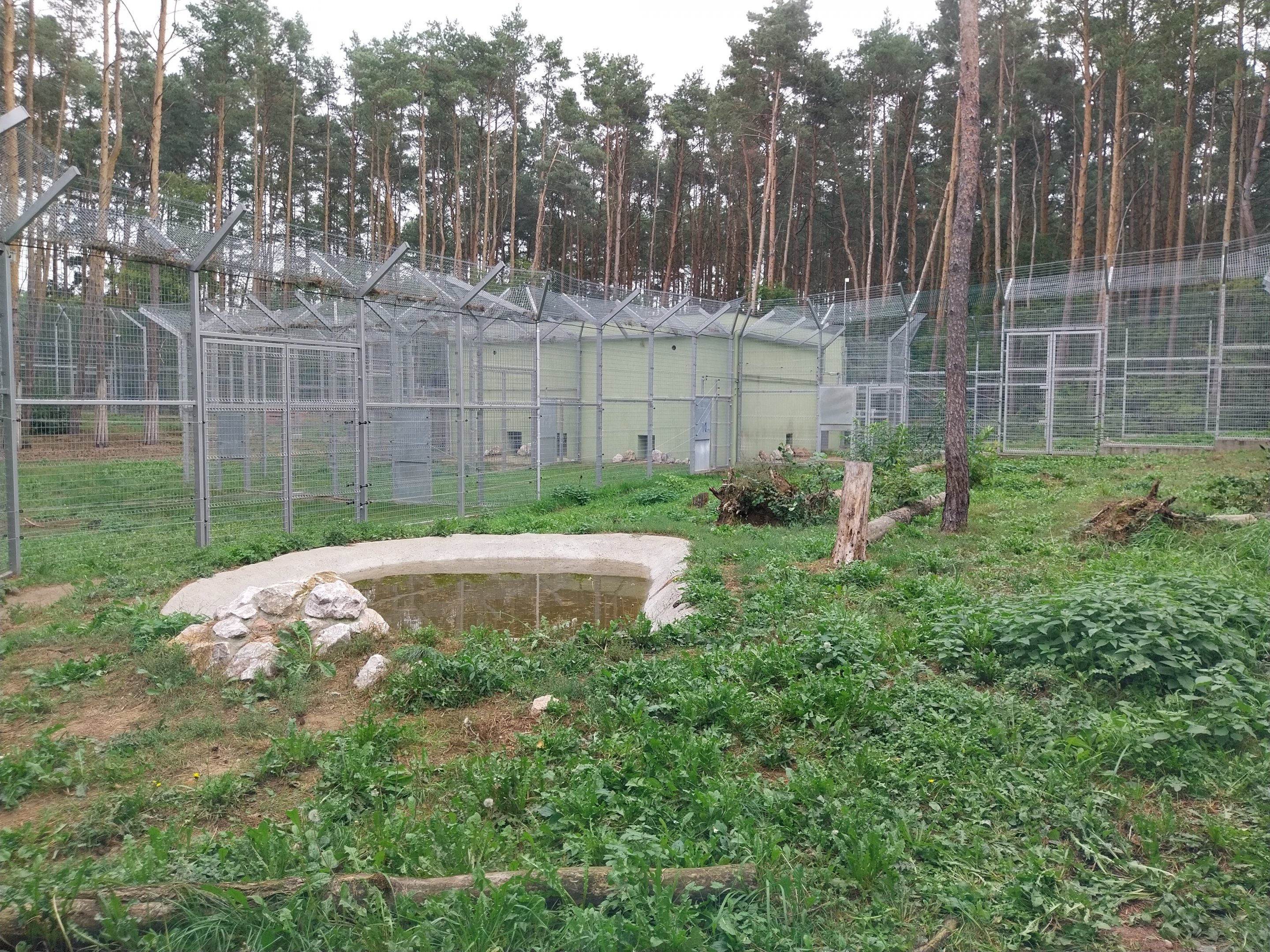 Siberian Tiger (Panthera tigris altaica) - Enclosures