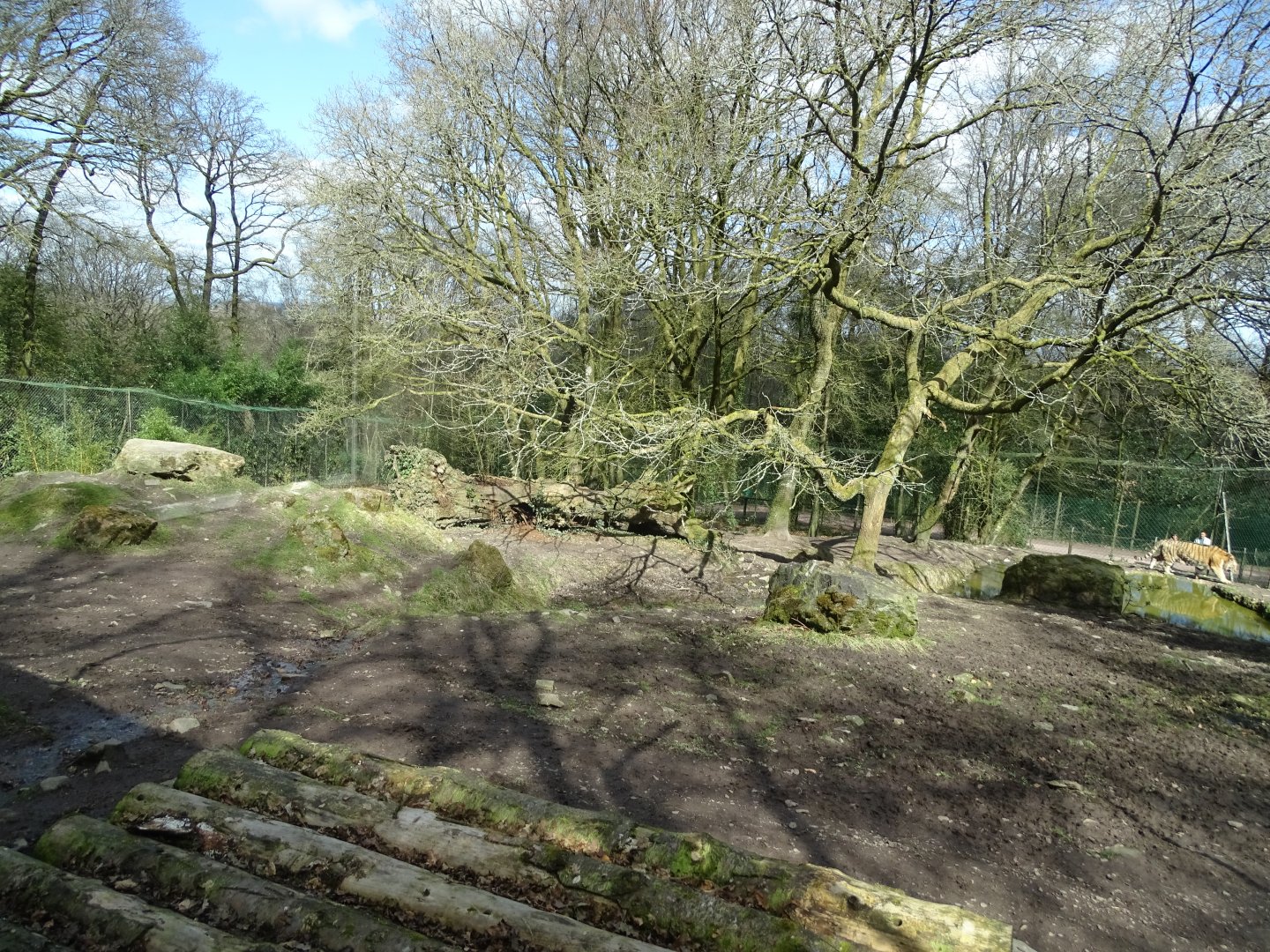Siberian tiger (Panthera tigris altaica) exhibit