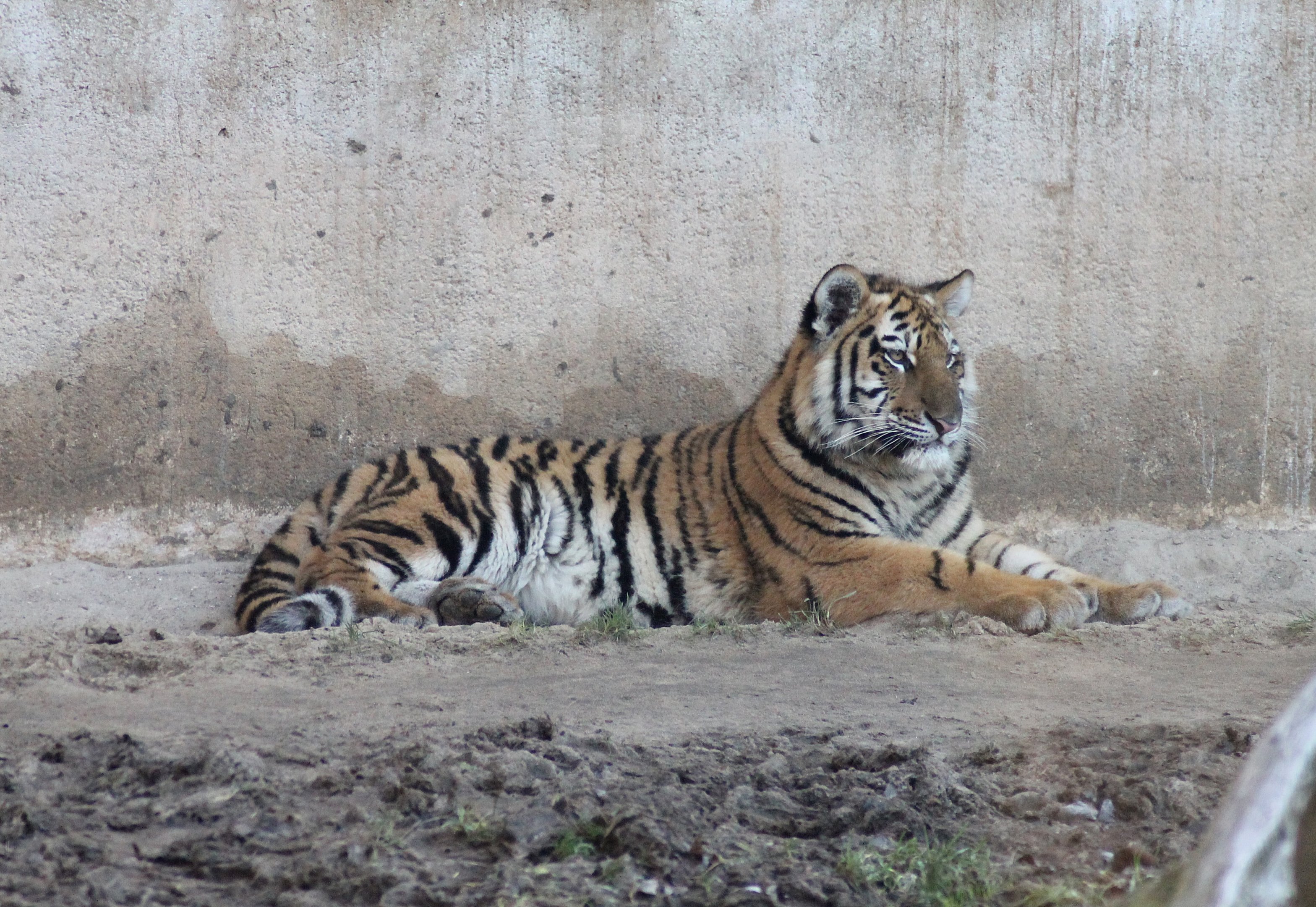 Siberian tiger (Panthera tigris altaica) - "Indischen Dschungelpalast"