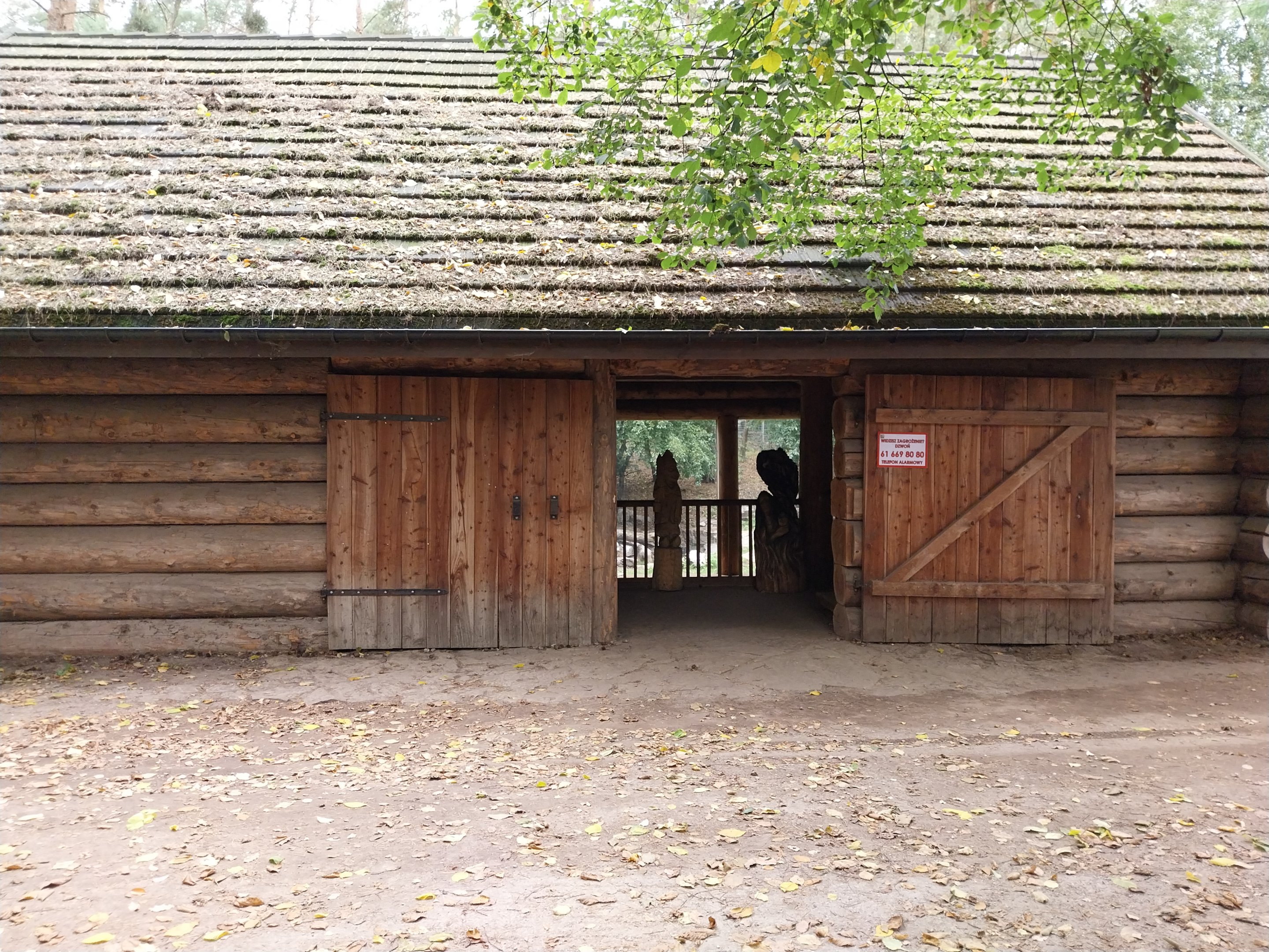 Siberian Tiger (Panthera tigris altaica) - Tiger cabin