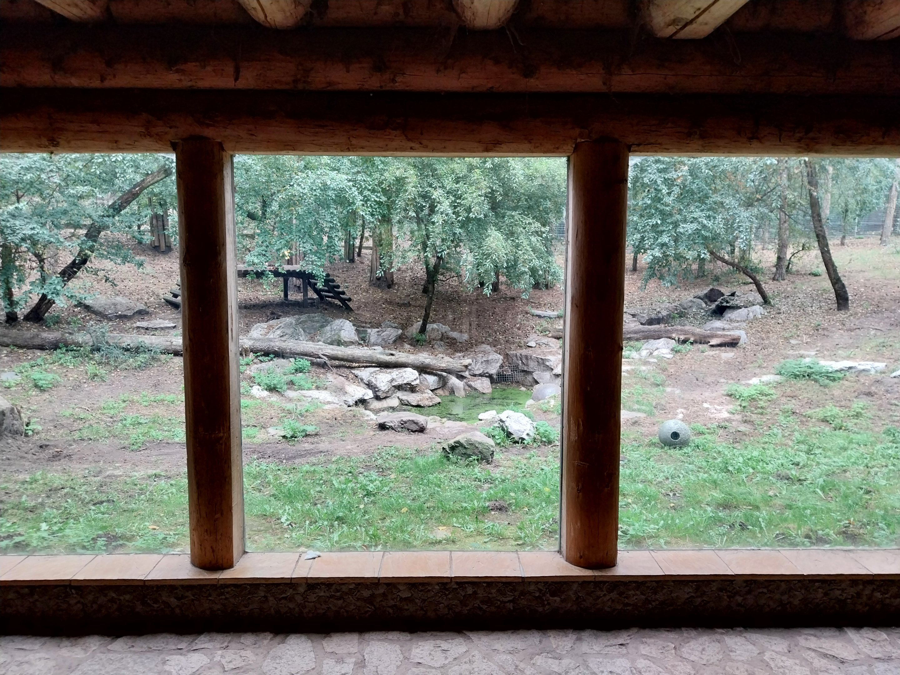 Siberian Tiger (Panthera tigris altaica) - Tiger cabin