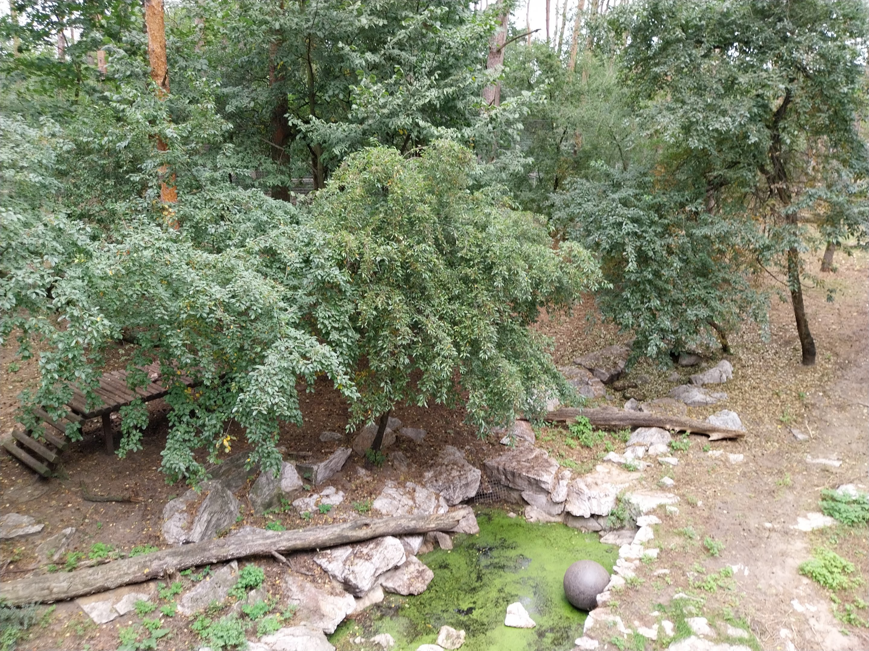 Siberian Tiger (Panthera tigris altaica) - Tiger cabin